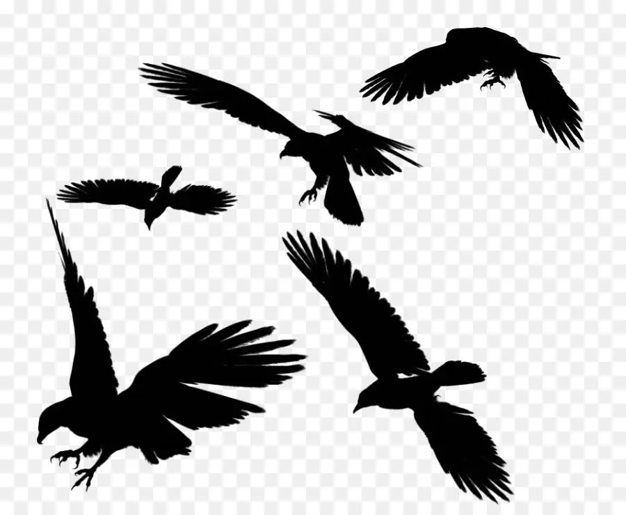 Silhouettes D'oiseaux，Vol PNG