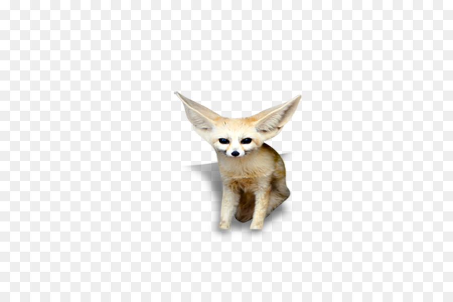 Renard Fennec，Désert PNG