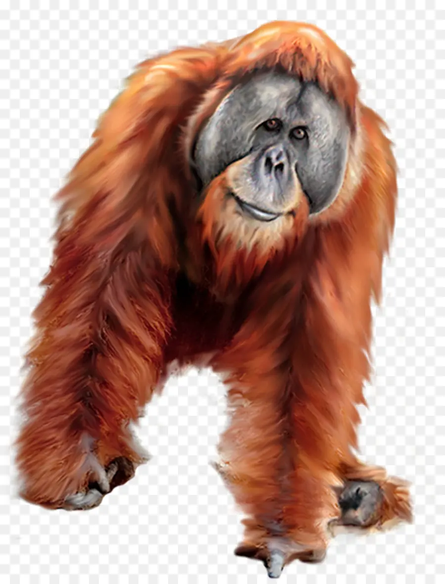 Orang Outan，Gorille PNG