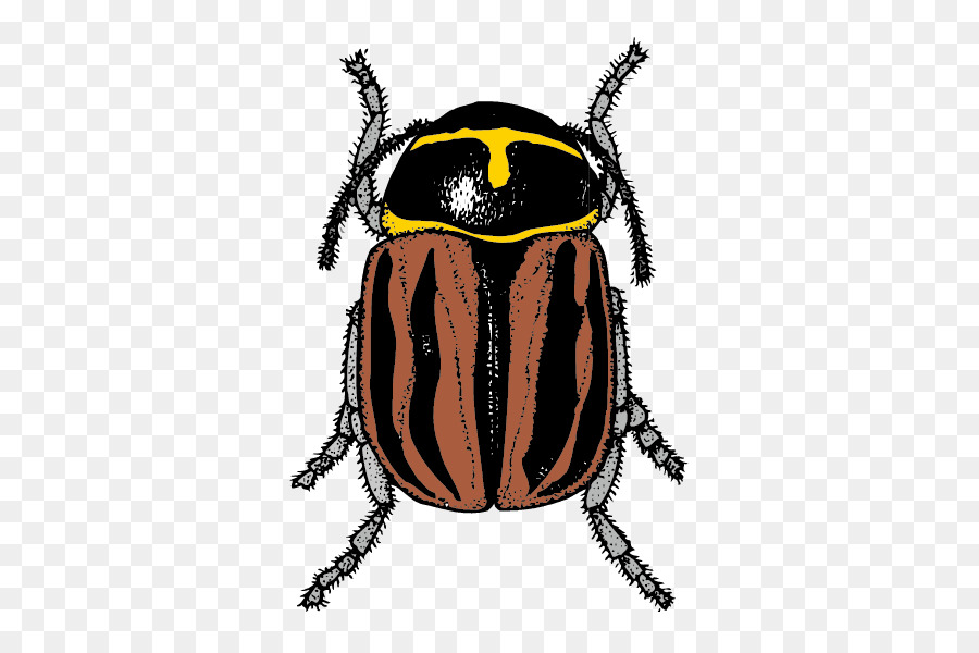 Insecte，Banbao PNG