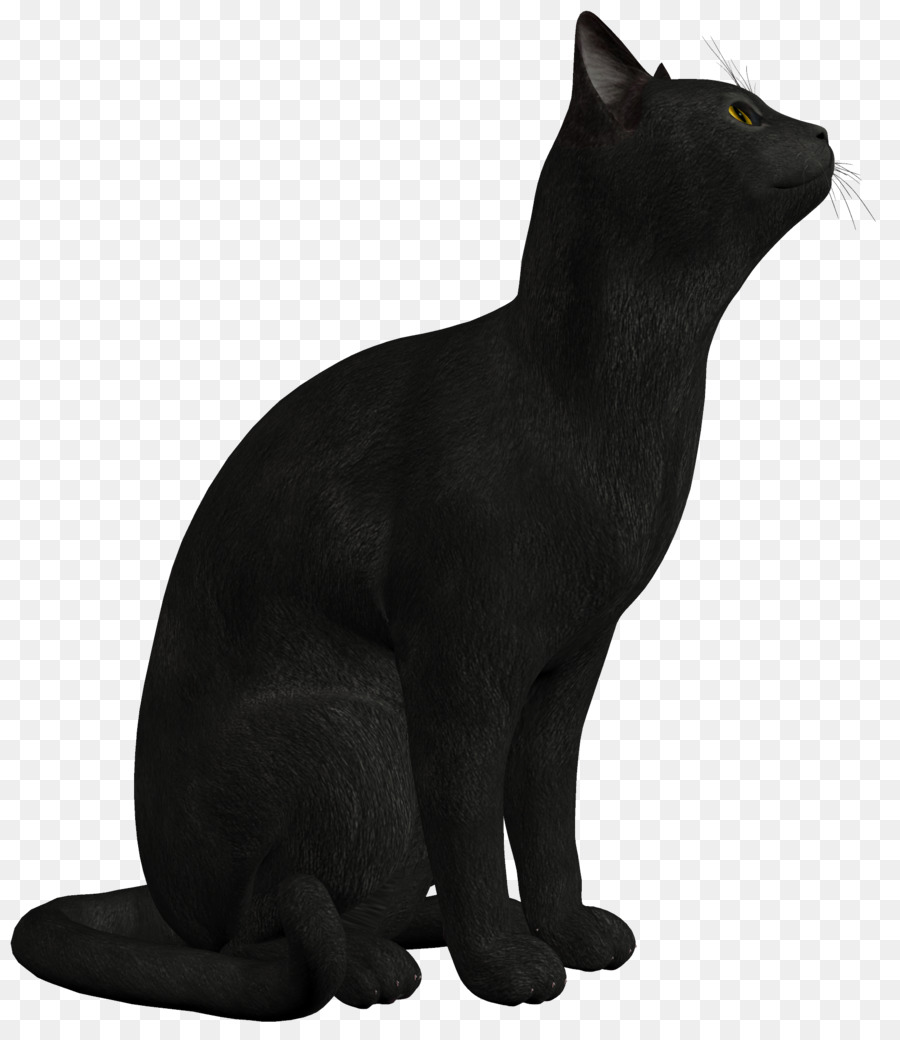 Chat Noir，Animal De Compagnie PNG