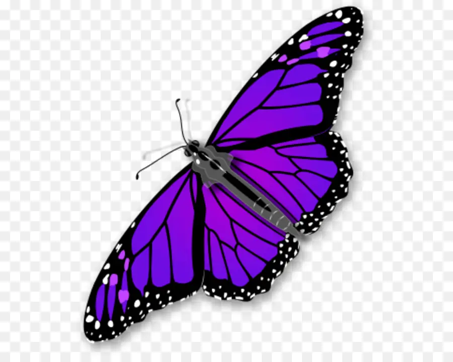 Papillon Violet，Insecte PNG