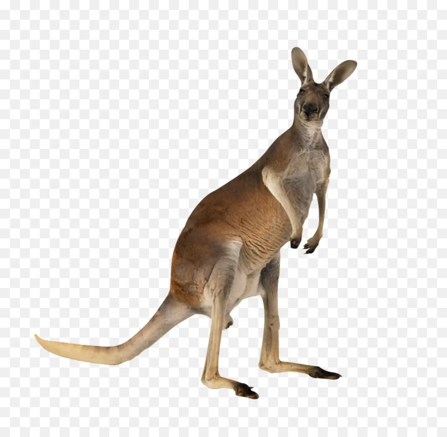 Kangourou，Australie PNG