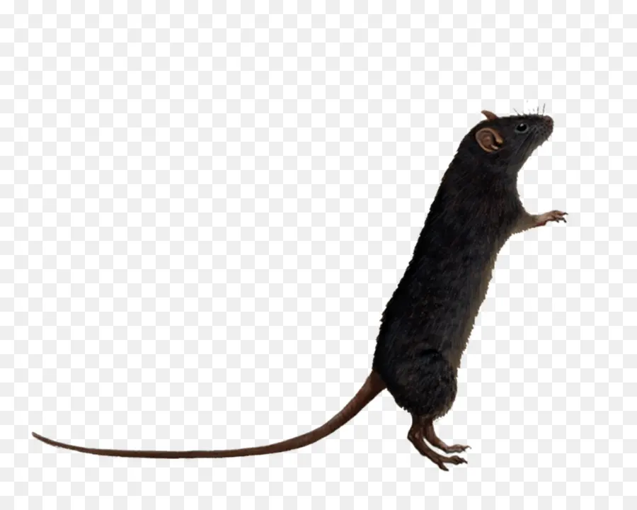 Rat Brun，Souris PNG