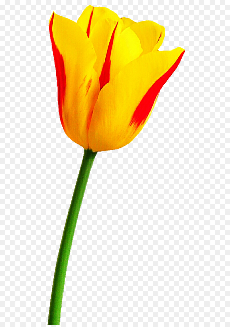 Tulipe Jaune，Floraison PNG