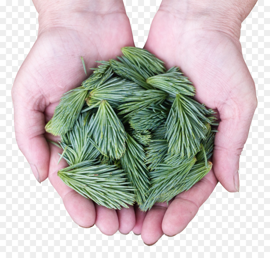 Feuille，Pinus Contorta PNG