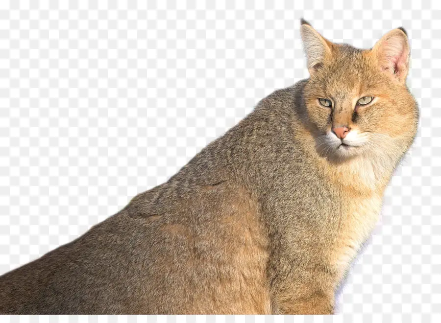 Chat Sauvage，Félin PNG