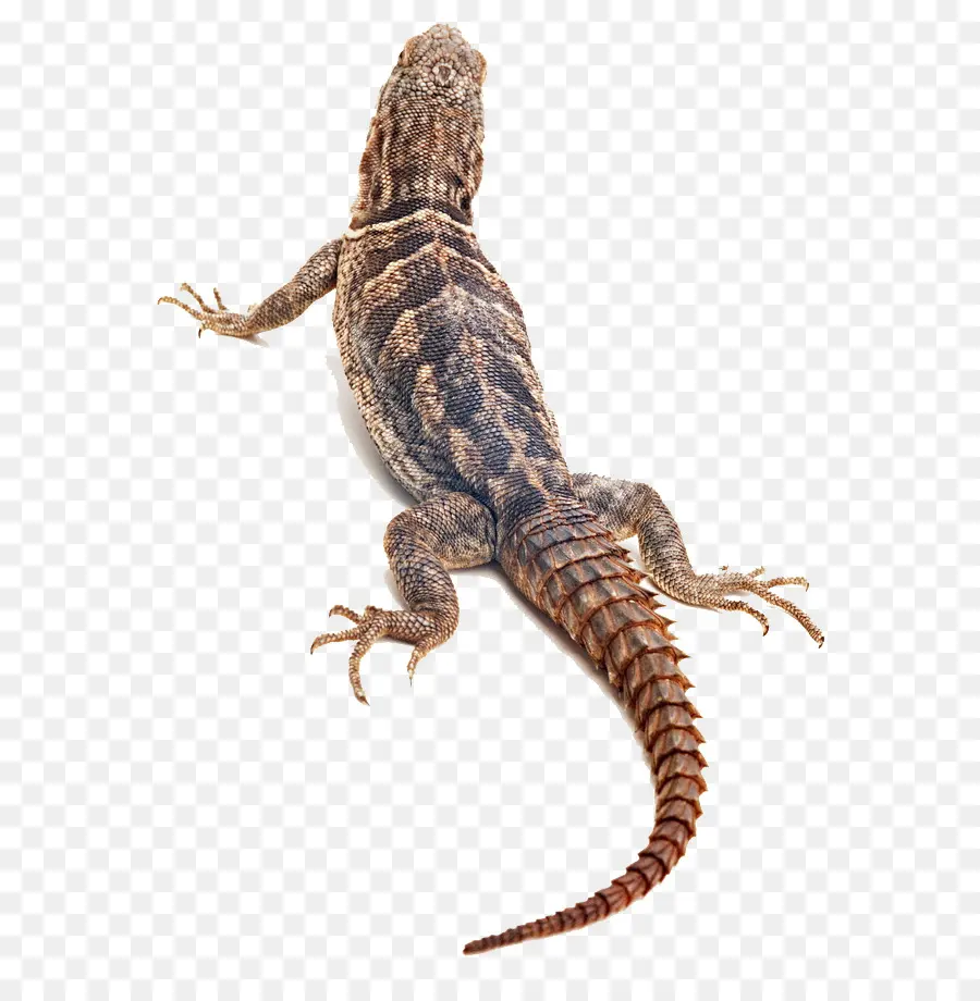 Lézard，Reptile PNG
