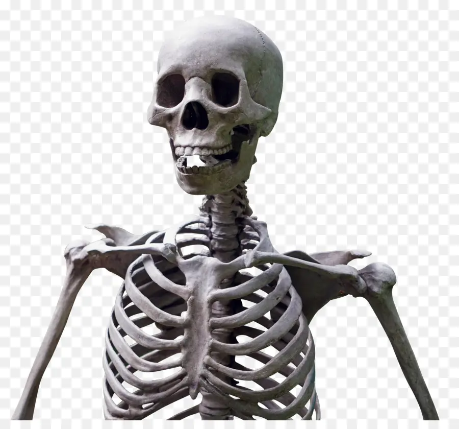 Squelette，Squelette Humain PNG