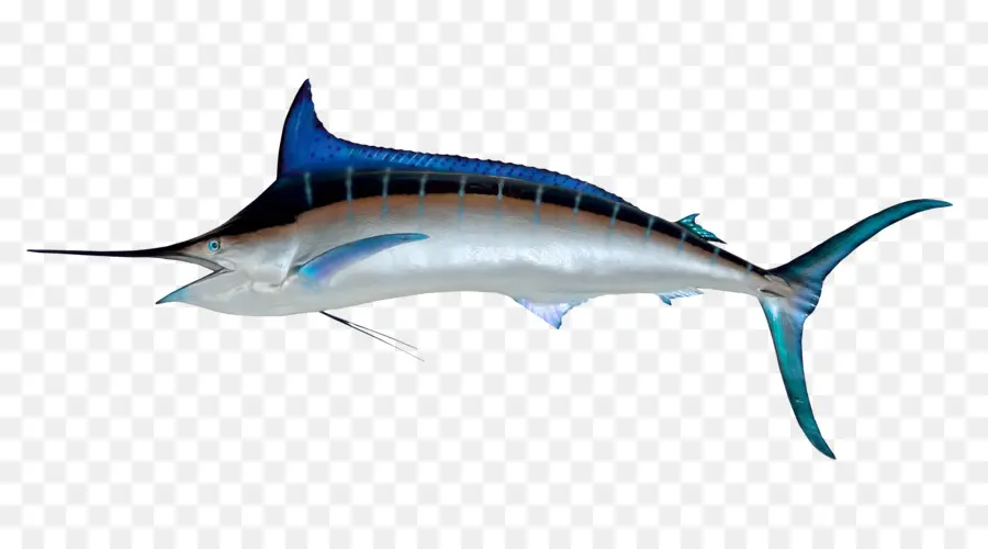 Poisson，Marlin Bleu De L'atlantique PNG