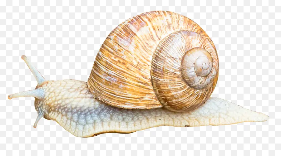 Escargot Brun，Coquille PNG