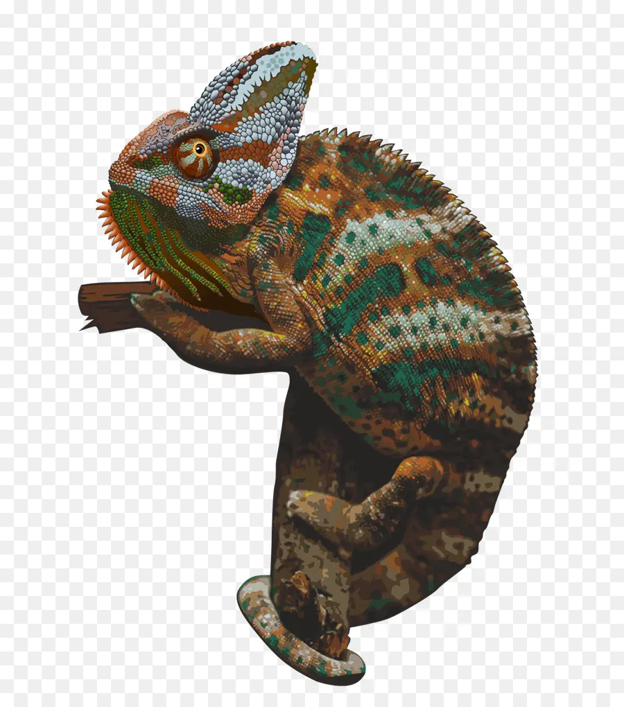 Caméléon，Reptile PNG