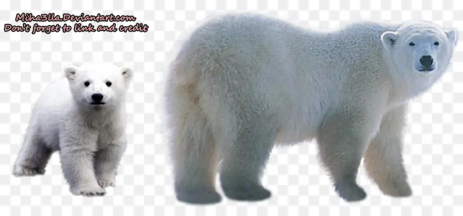 Ours Blanc，Blanc PNG