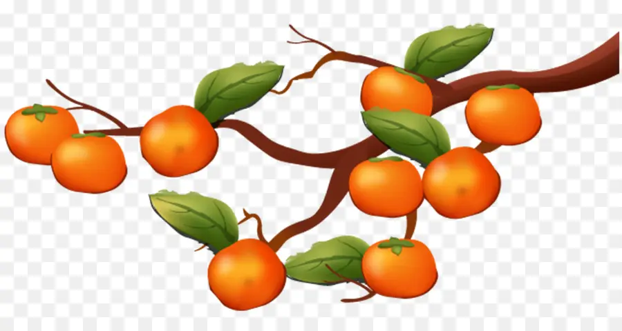 Persimmon Japonais，Clémentine PNG