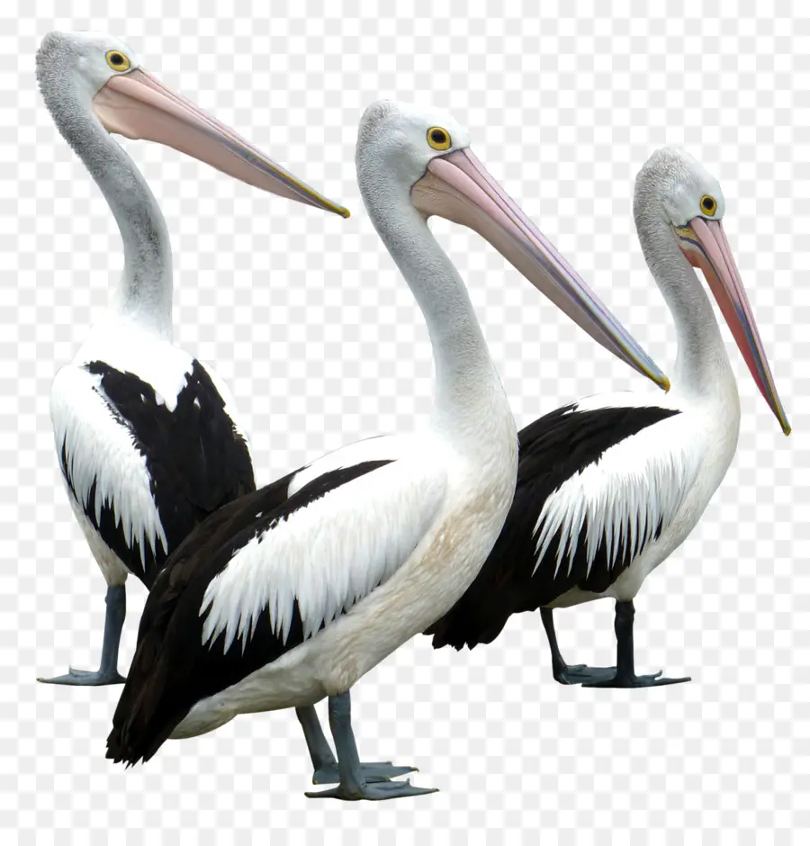 Oiseau，Columbidae PNG