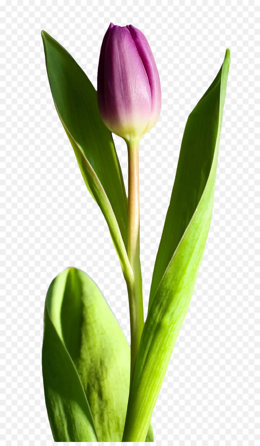 Fleur，Tulipe PNG