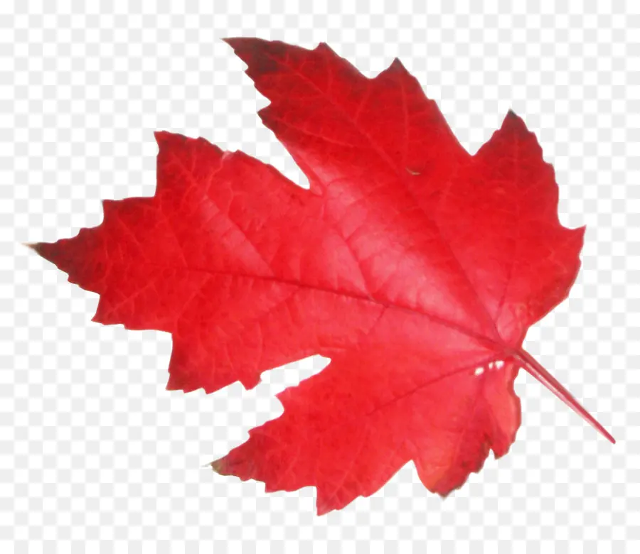 Feuille Rouge，Nature PNG