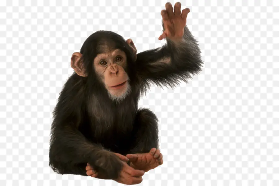 Chimpanzé，Singe PNG