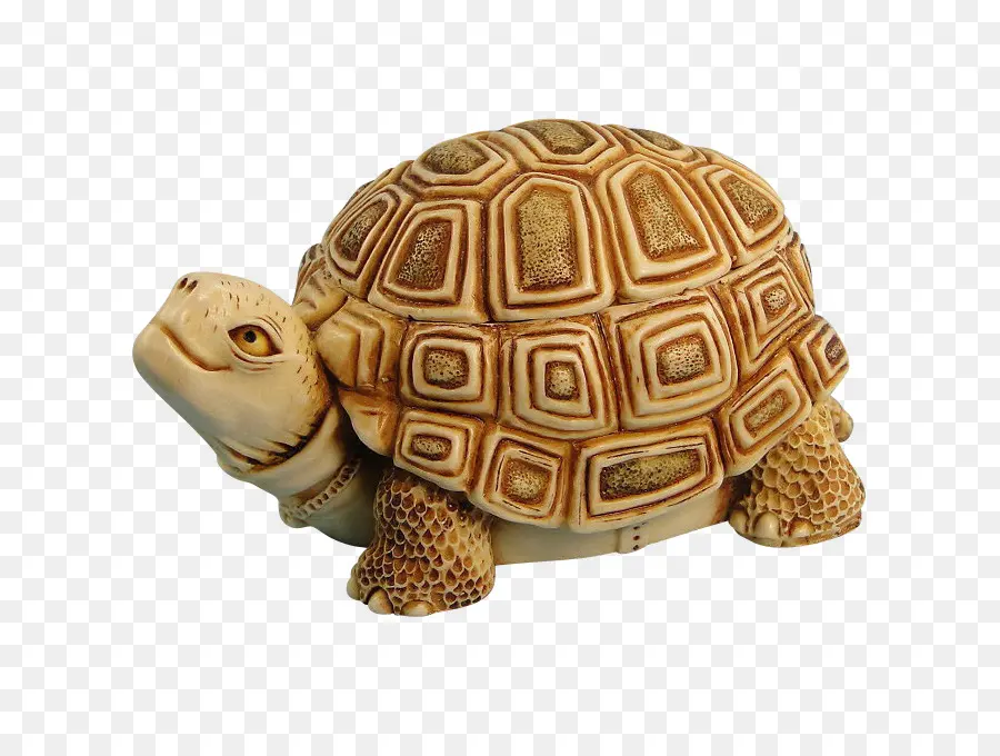 Tortue，Coquille PNG