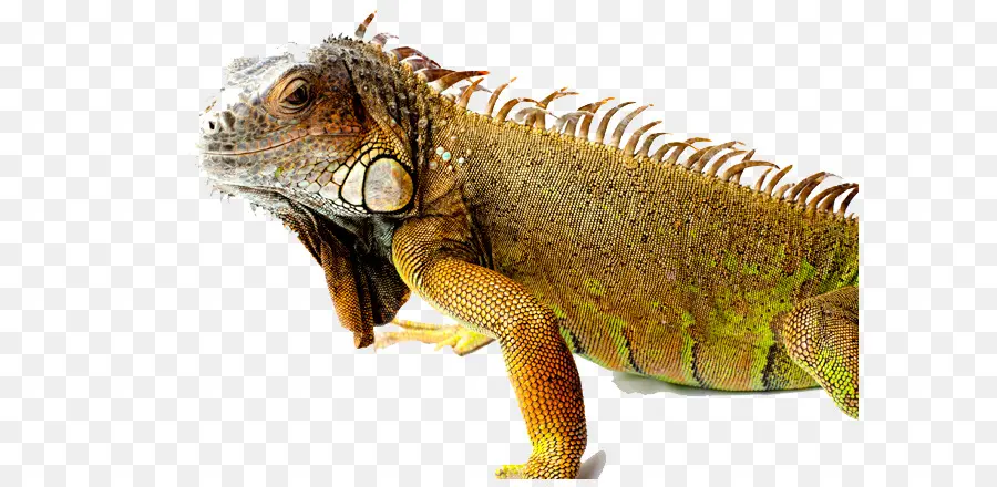 Iguane，Reptile PNG