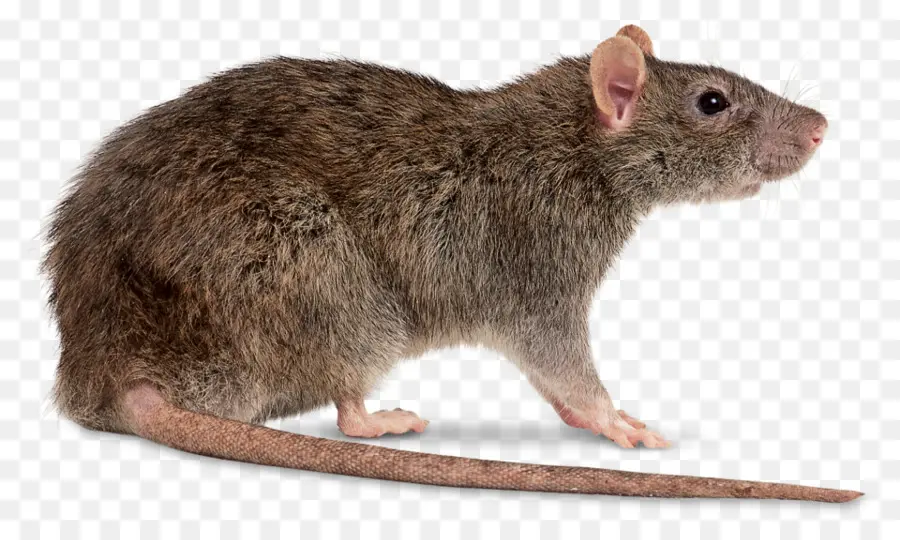 Rat Brun，Souris PNG