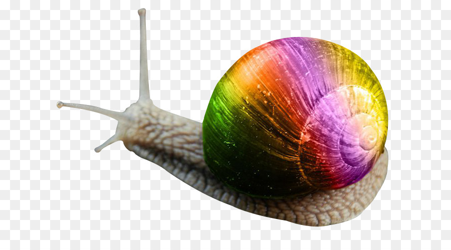 Escargot，Coquille PNG