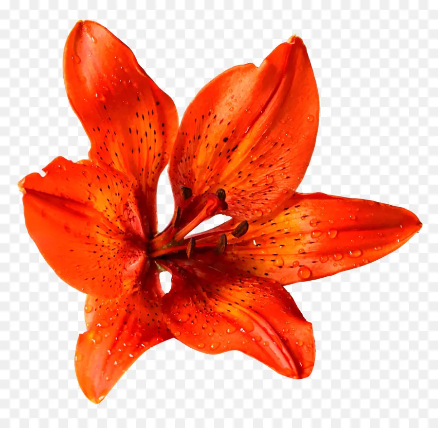Lilium Bulbiferum，Fleur PNG