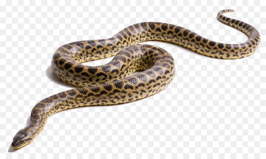 Serpent，Anaconda Vert PNG