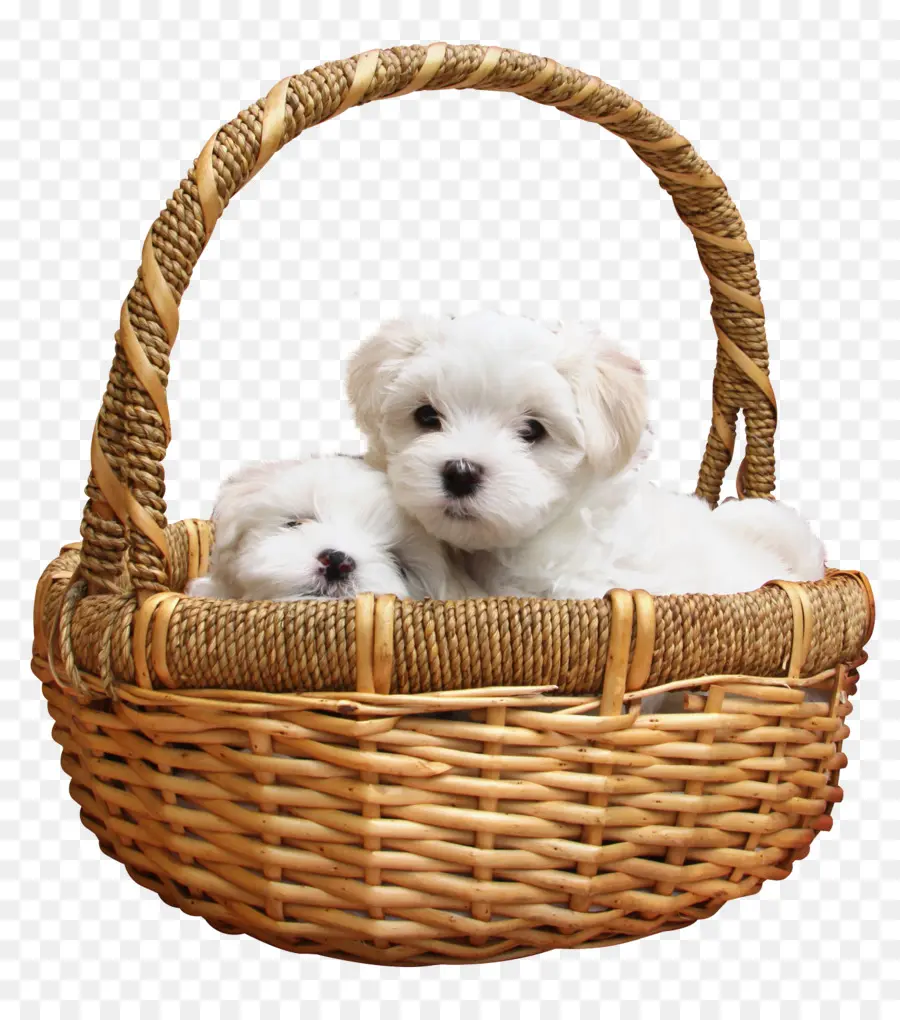 Chiots，Panier PNG