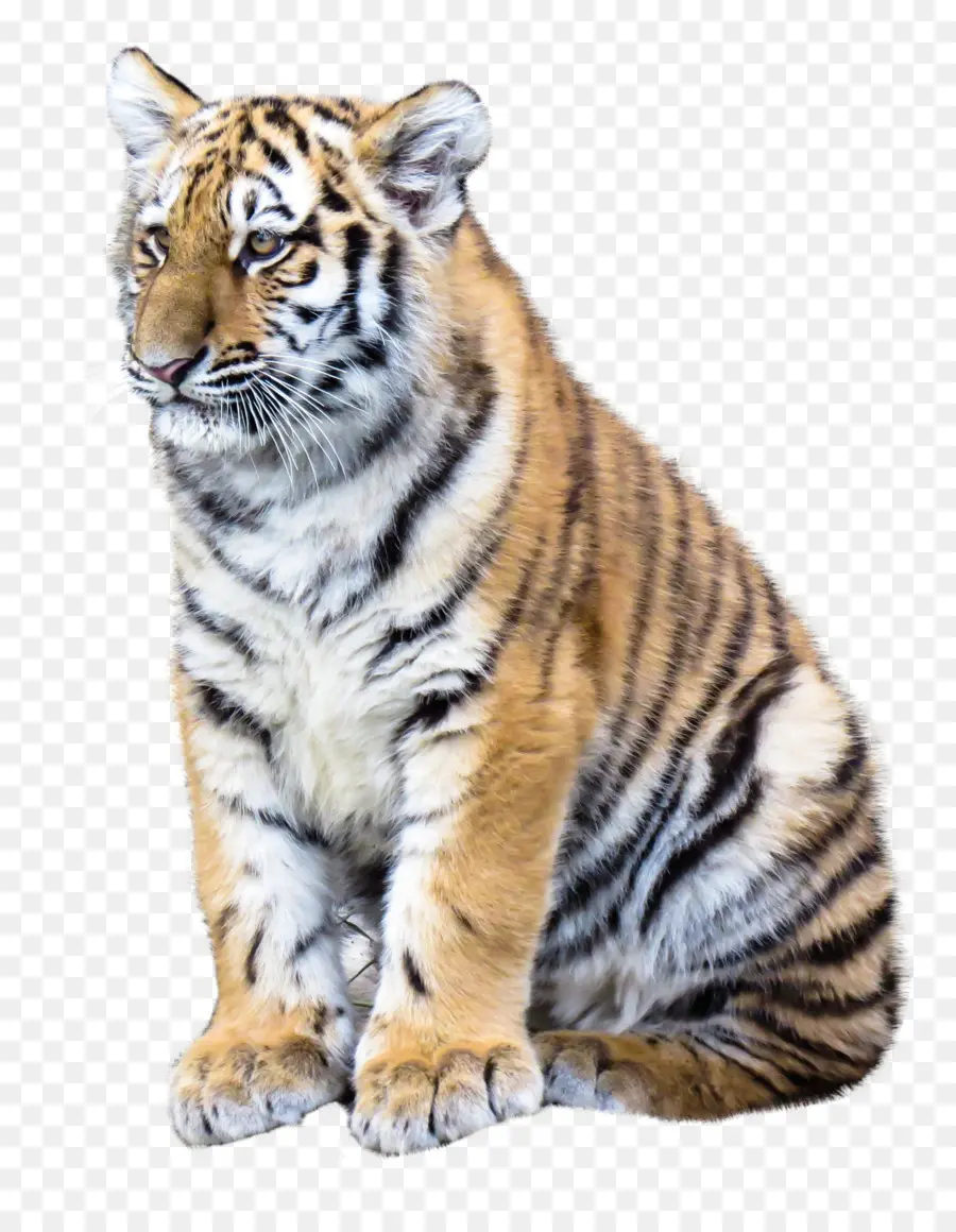 Tigre，Logiciel PNG