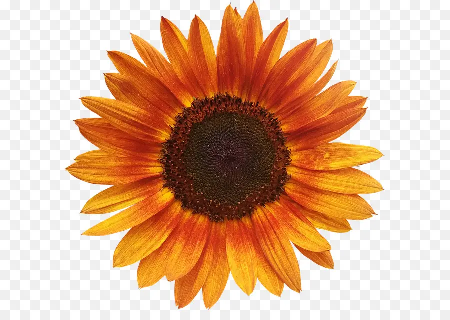 Tournesol Commun，Orange PNG