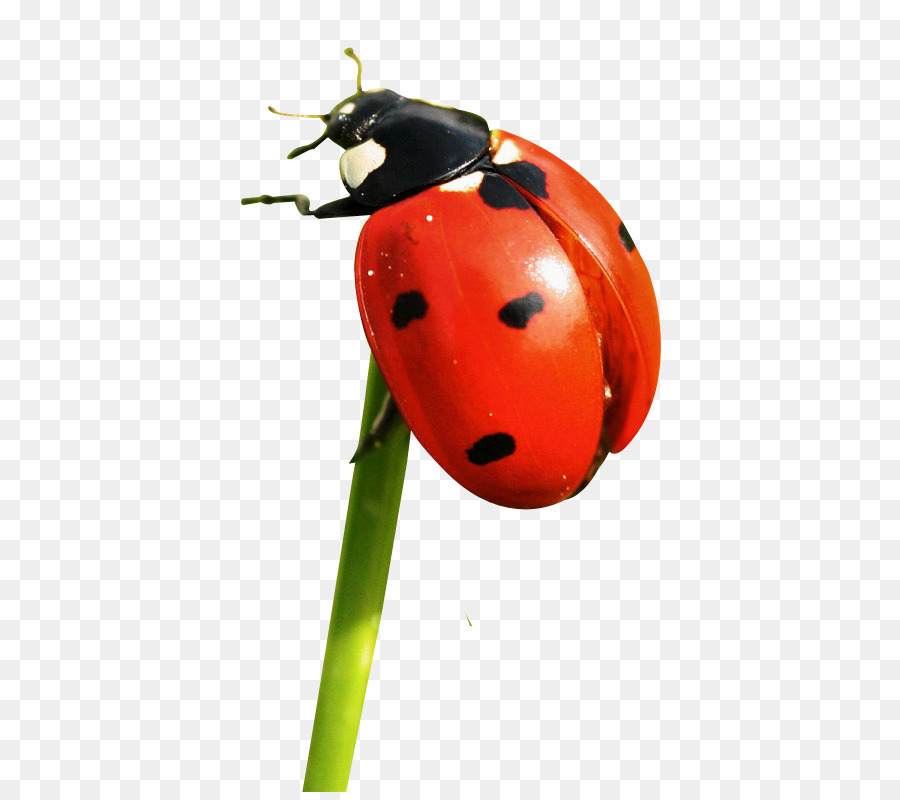 coccinelle gimp recherche yandex png coccinelle gimp recherche yandex transparentes png gratuit coccinelle gimp recherche yandex png