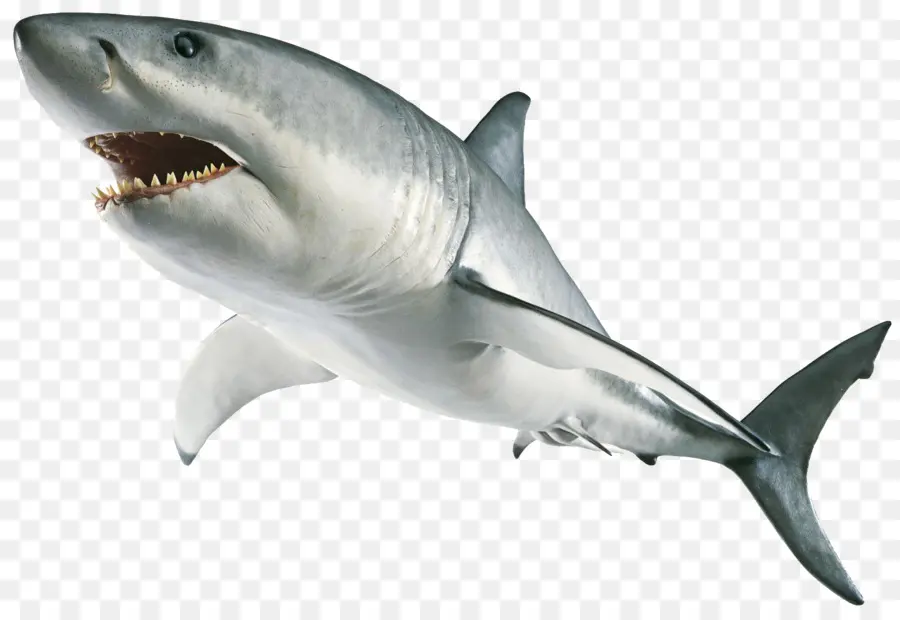 Requin，Autocollants De Requins Brillants PNG