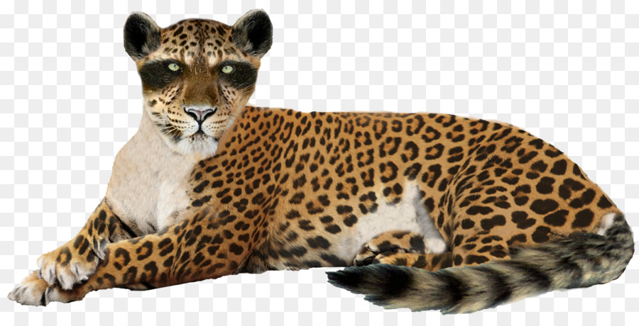 Leopard Jaguar Le Guepard Png Leopard Jaguar Le Guepard Transparentes Png Gratuit