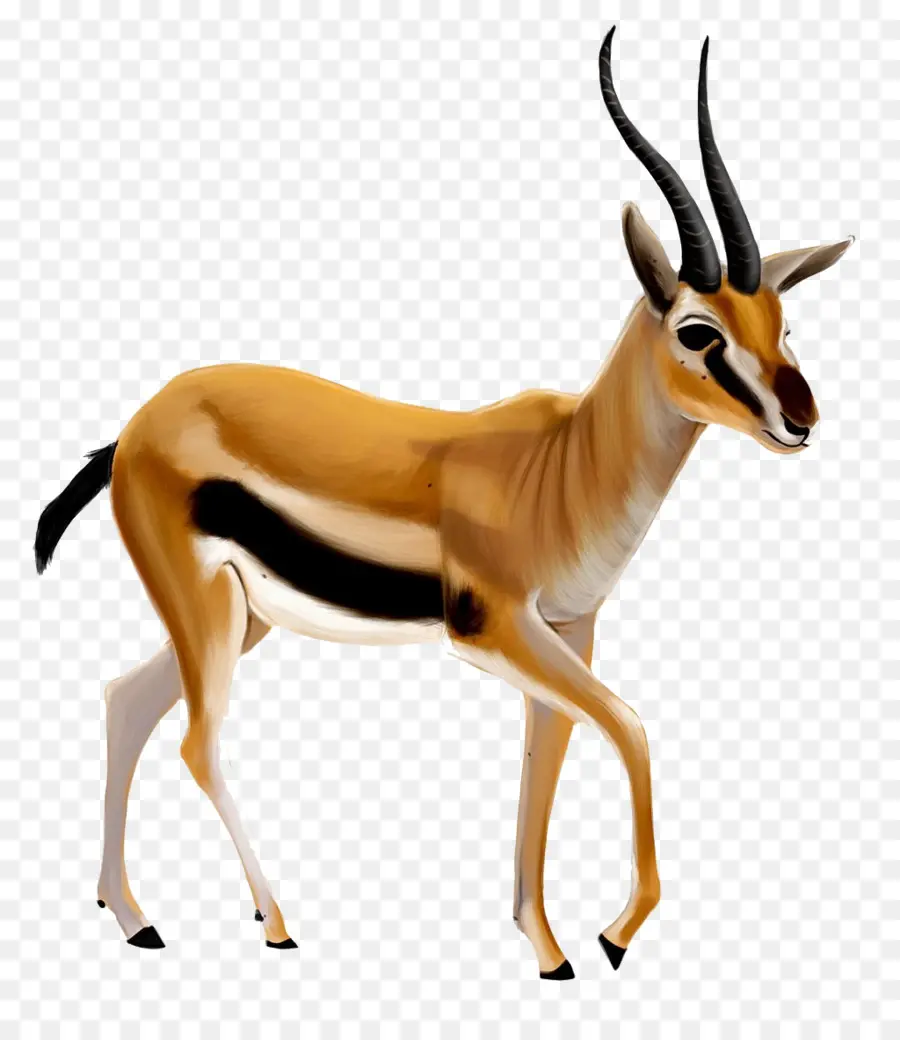 Dorcas Gazelle，Antilope PNG