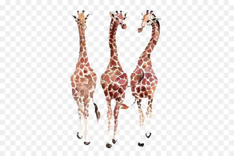 Girafes，Aquarelle PNG