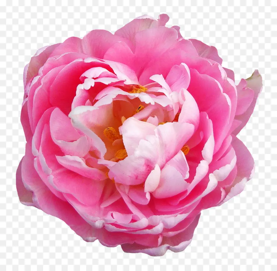 Roses Centifolia，Fleurs Roses PNG