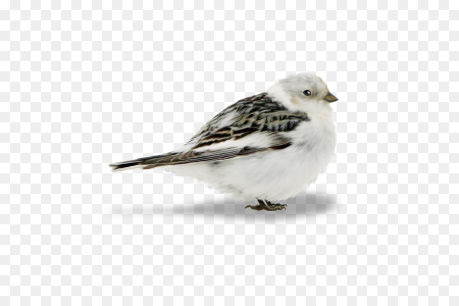 Oiseau，Moineau PNG