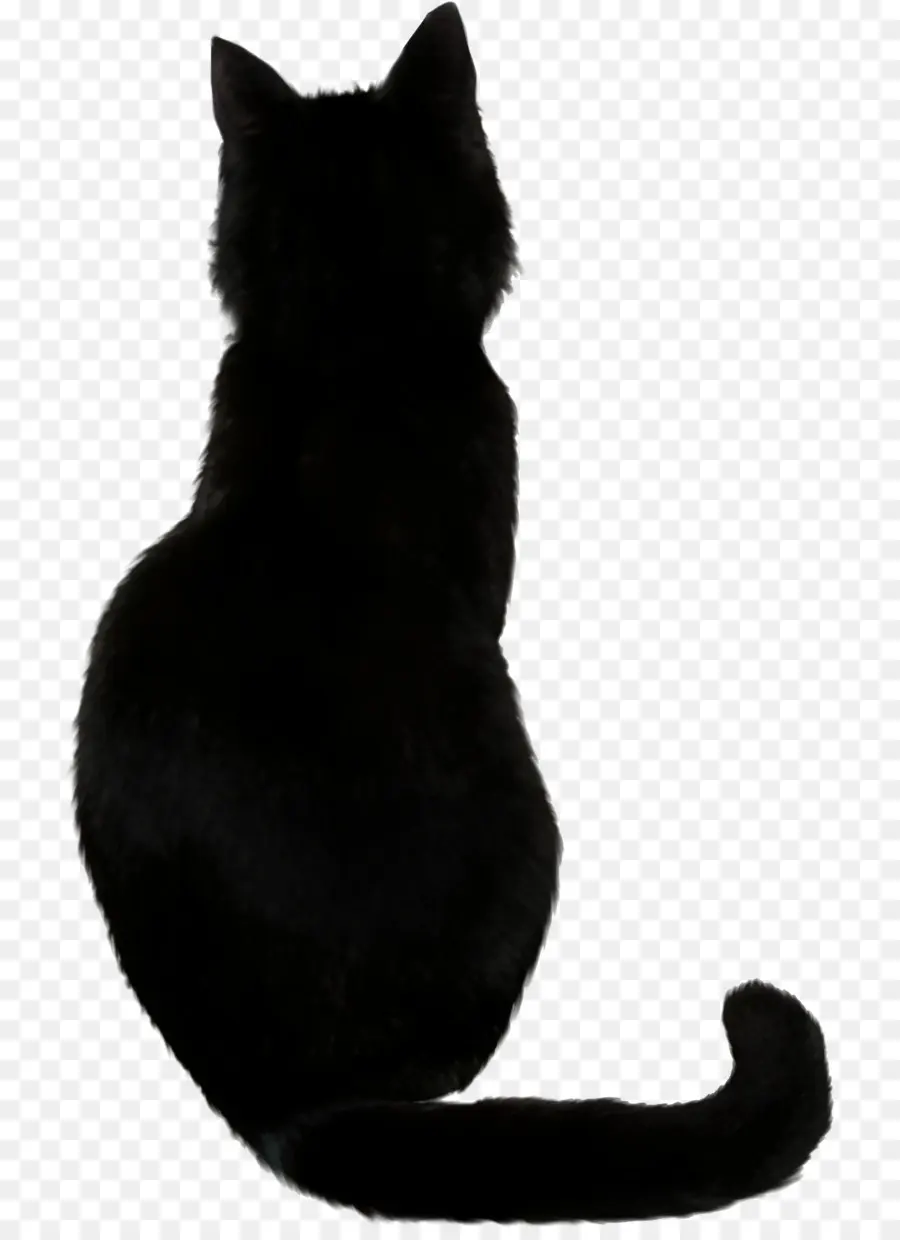 Savannah Cat，Abyssinien PNG