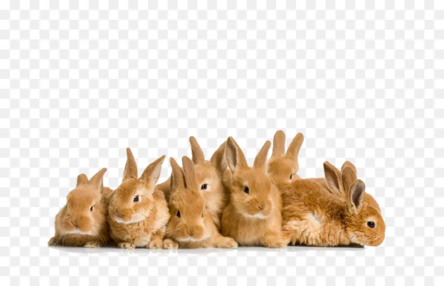 Lapin De Pâques，Mini Lop PNG