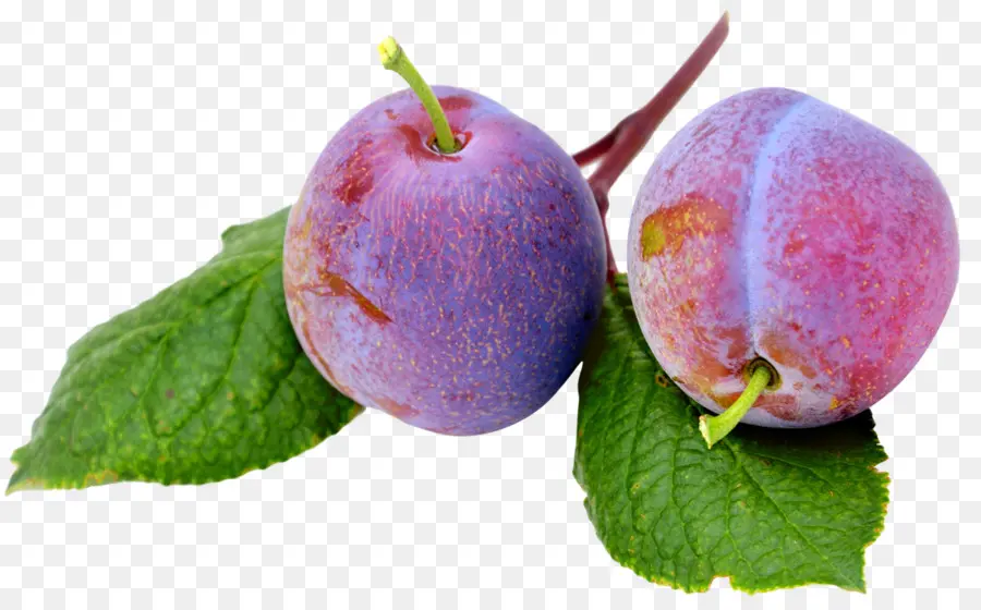 Prunes，Violet PNG