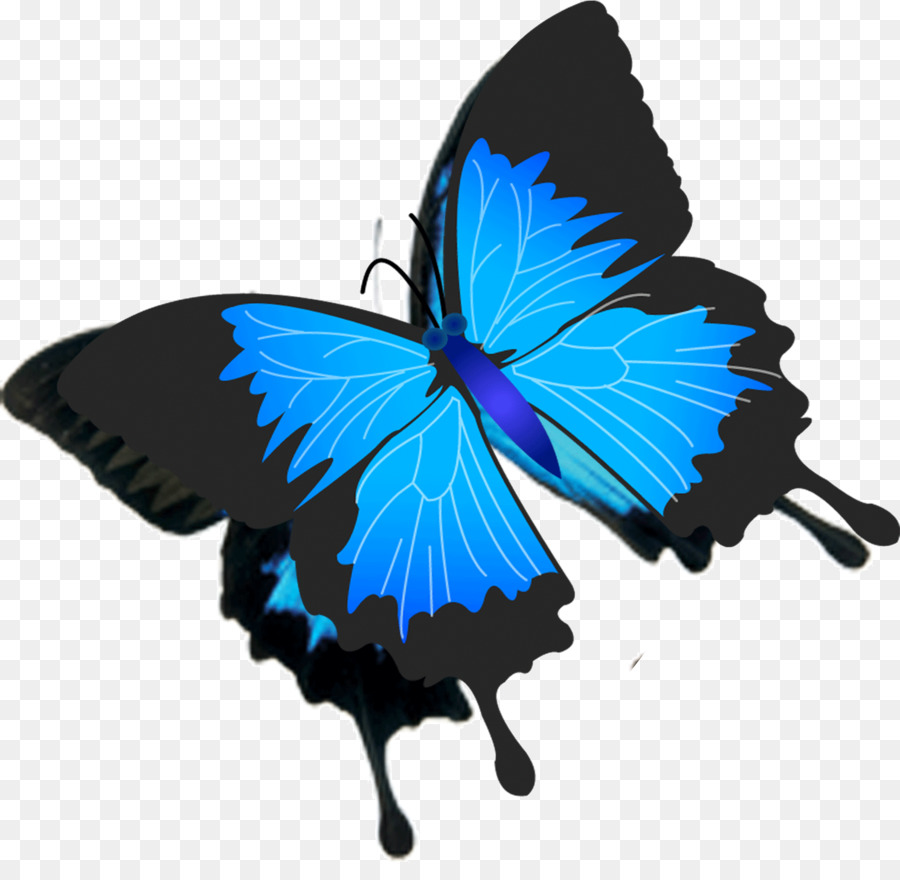 Papillon，Insecte PNG