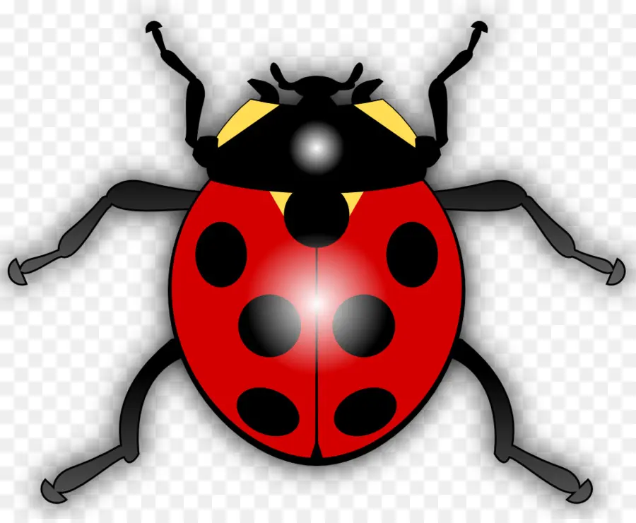 Coccinelle，Rouge PNG