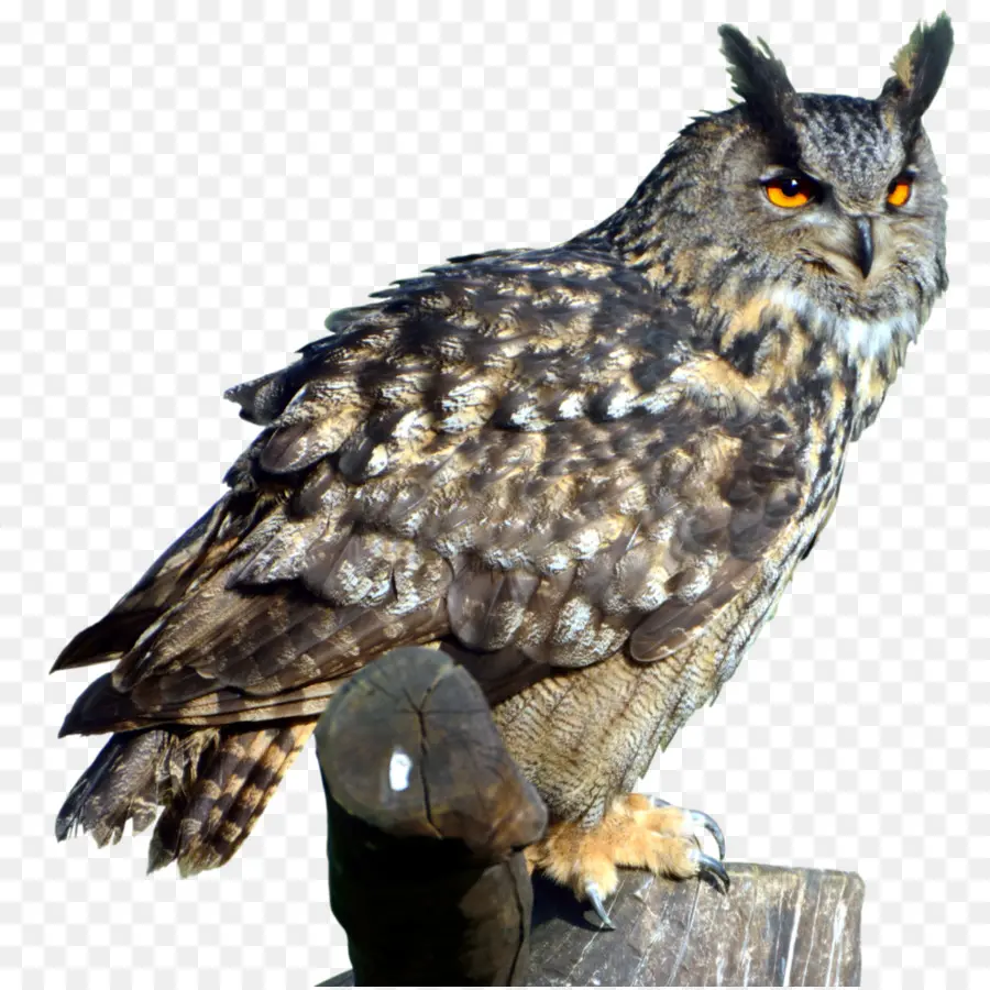 Hibou，Brun PNG