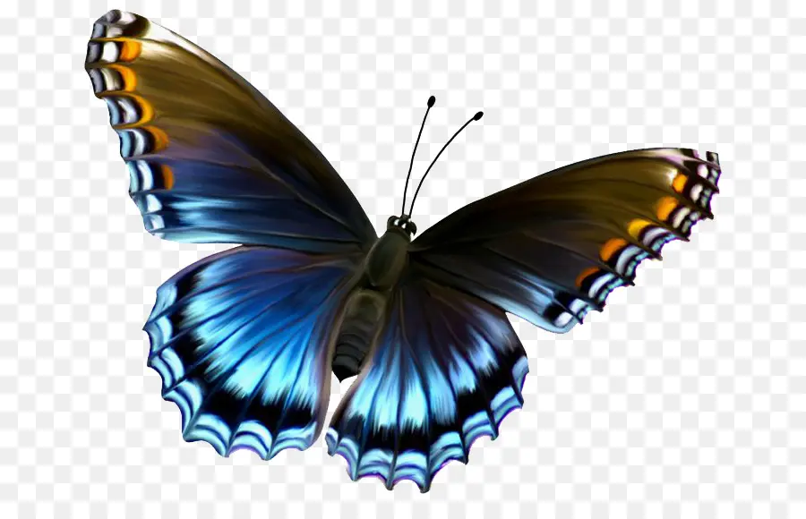 Papillon，Papillon Monarque PNG