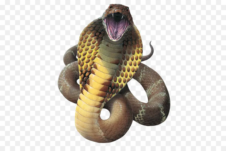 Serpent，Roi Cobra PNG