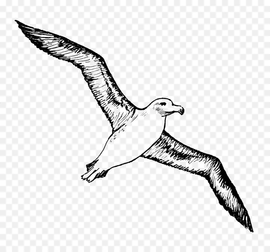 Oiseau，Albatros PNG
