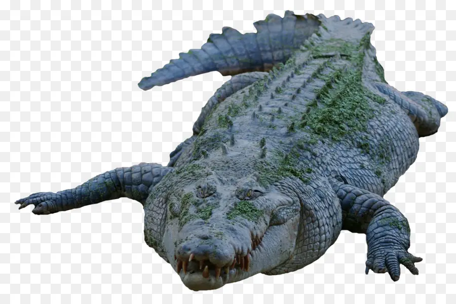 Crocodile，Reptile PNG