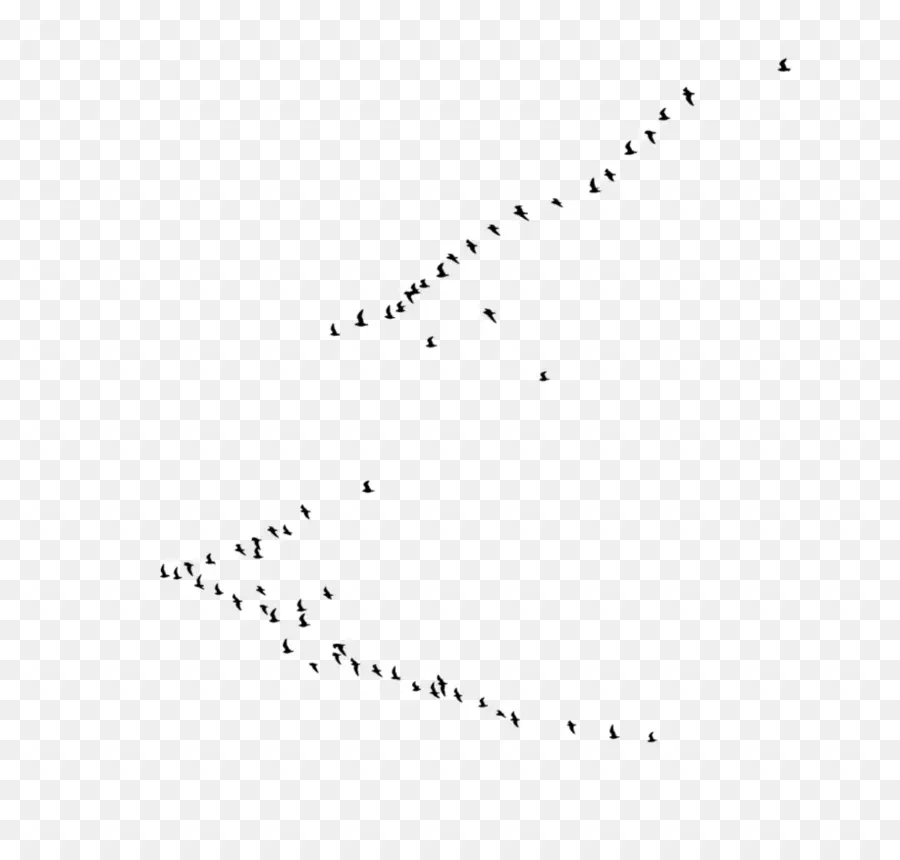 Oiseaux En Vol，Ciel PNG