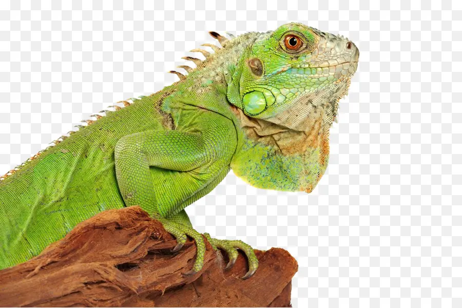 Iguane Vert，Reptile PNG